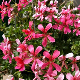 PELARGONIUM 5" POT