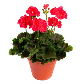 PELARGONIUM 5" POT