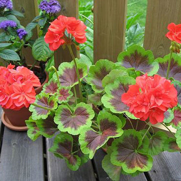 BOUCLIER OCCOLD EN PELARGONIUM (ROUGE)