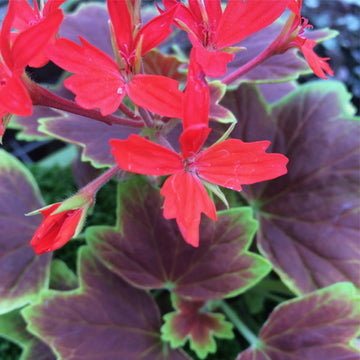 CENTENAIRE DU PELARGONIUM À VANCOUVER