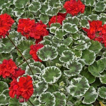 PÉLARGONIUM WILHELM LANGGUTH (ROUGE)
