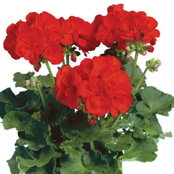 Pélargonium de 12,7 cm et panier de 25,4 cm