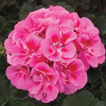PELARGONIUM MOONLIGHT ROSE CLAIR GRAND ŒIL (KATHY)
