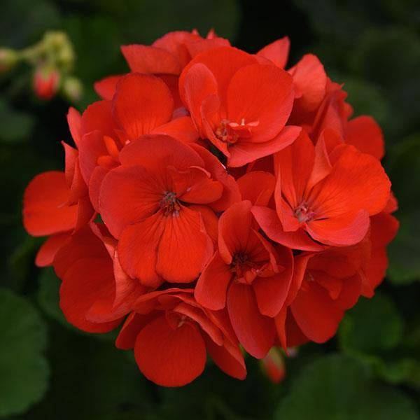 Pélargonium de 12,7 cm et panier de 25,4 cm