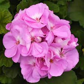 PELARGONIUM SUNRISE LAVANDE (KATINKA)