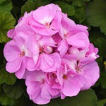 PELARGONIUM 5 inch and basket of 10 inch