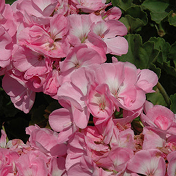 PELARGONIUM SUNRISE ROSE CLAIR (GOESTA)