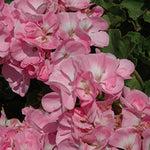 PELARGONIUM 5 inch and basket of 10 inch