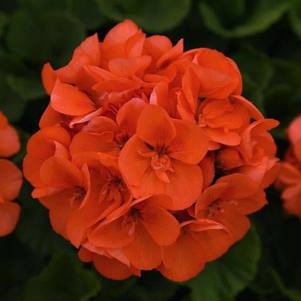 Pélargonium de 12,7 cm et panier de 25,4 cm