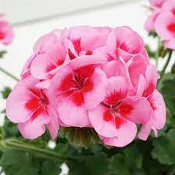 PELARGONIUM SUNRISE ROSE (rose) GRAND ŒIL