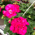 PELARGONIUM 5 inch and basket of 10 inch