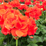 PELARGONIUM 5 inch and basket of 10 inch