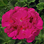 PELARGONIUM 5 inch and basket of 10 inch