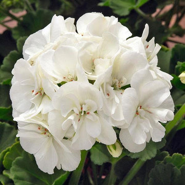 PELARGONIUM SUNRISE BLANC (PALOMA)