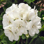 PELARGONIUM 5 inch and basket of 10 inch