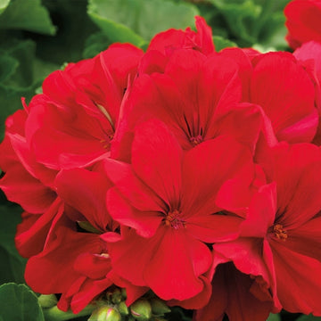 PELARGONIUM C ROUGE FONCÉ (GRAND)