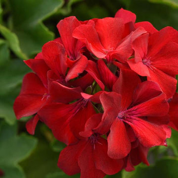 PELARGONIUM MARCADA DARK RED