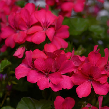 PELARGONIUM MARCADA MAGENTA