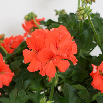 PELARGONIUM MARCADA ORANGE