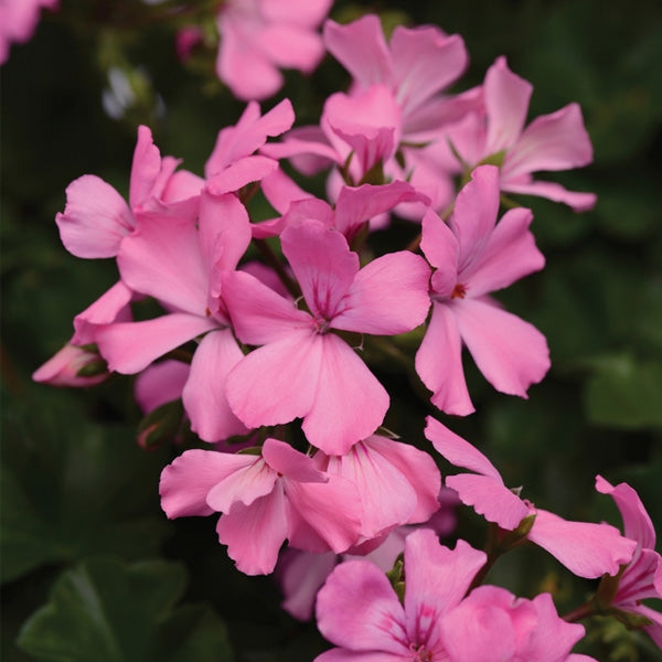 Pelargonium 5" Pot
