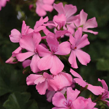 PELARGONIUM MARCADA PINK