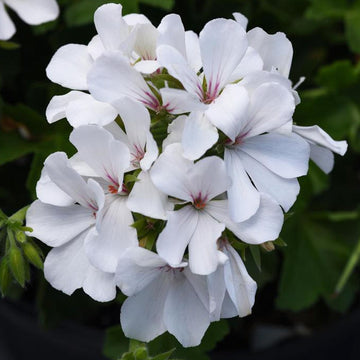 PELARGONIUM MARCADA WHITE