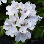 PELARGONIUM 5" POT