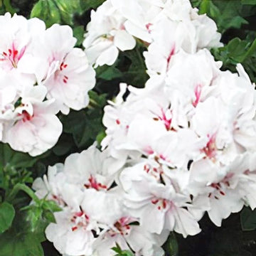 PÉLARGONIUM BLANCHE-ROCHE