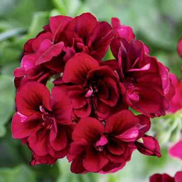 PELARGONIUM ROYAL BOURGOGNE FONCÉ