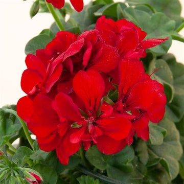 PÉLARGONIUM ROYAL ROUGE FONCÉ