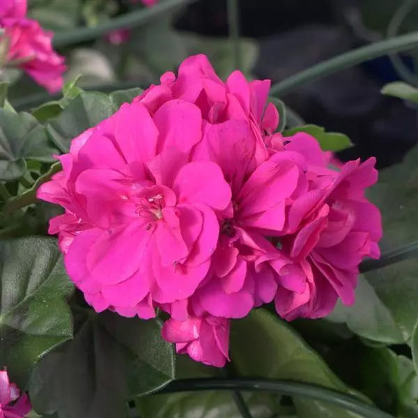 Pélargonium en pot de 11,4 cm