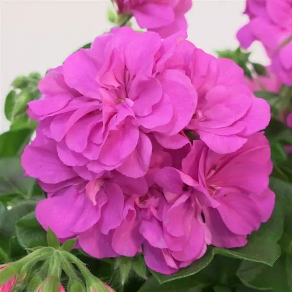 Pélargonium en pot de 11,4 cm
