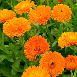 CALENDULA BON BON 