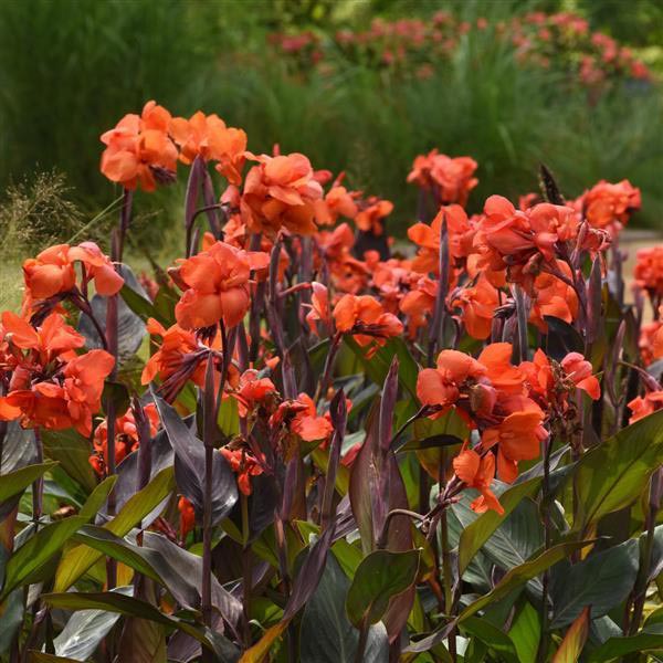 CANNA CANNOVA