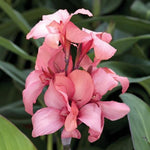 CANNA CANNOVA