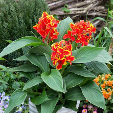 Canna Cannova