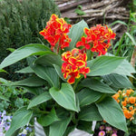 CANNA CANNOVA