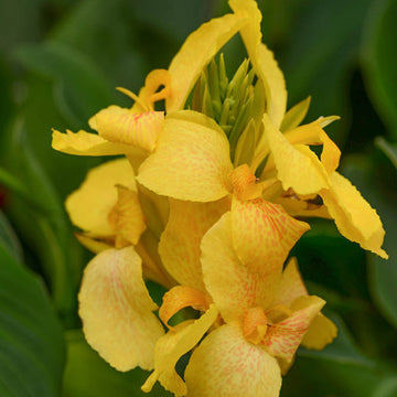 Jaune