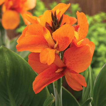 Canna South Pacific