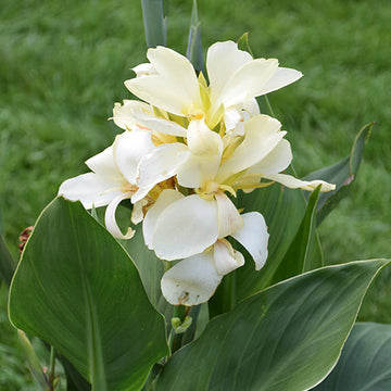 Canna Tropical