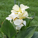 CANNA CANNOVA