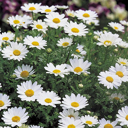 Chrysanthème Pal Snowland (Boîte de 9 plants)