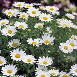 CHRYSANTHEMUM PAL SNOWLAND ( BOITE DE 9 PLANTES ) 