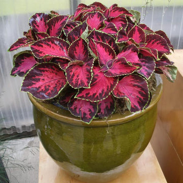 Coleus Prem Sun Choc Cov Chry