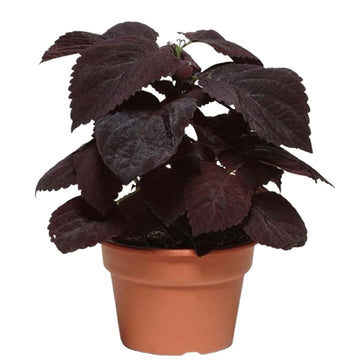 Coleus Prem Sun Choc Foncé