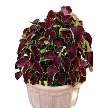 Coleus Prem Sun Choc Mint