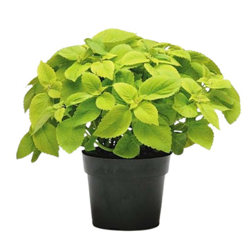 Coleus Prem Sun Lime Delight