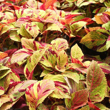 Coleus Prem Sun Mighty Mosaic