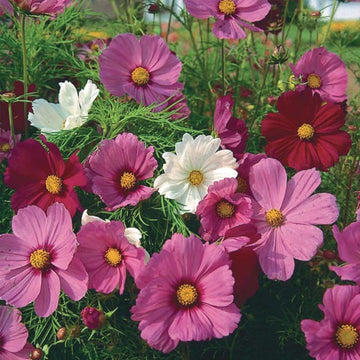 COSMOS SENSATION MIX ( BOÎTE DE 9 PLANTS )