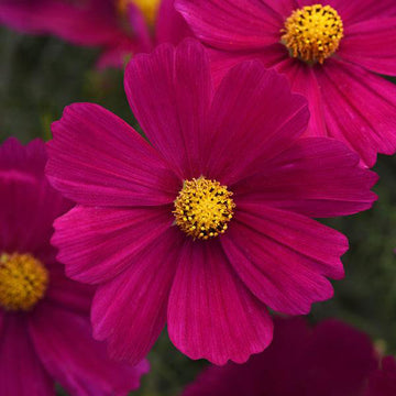 COSMOS SONATA CARMIN ( BOÎTE DE 9 PLANTS )